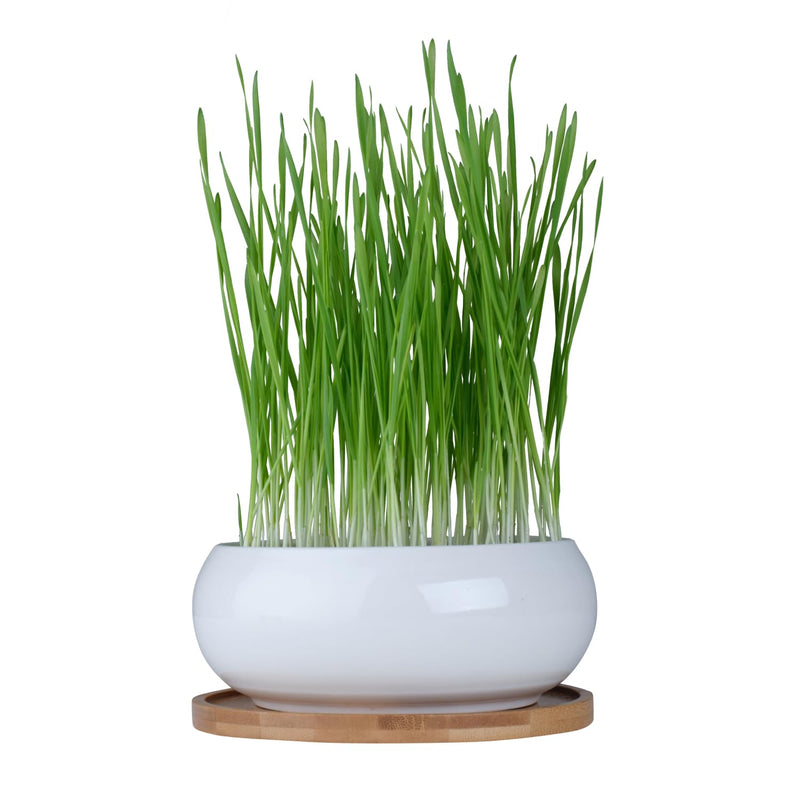 Cat grass bowl set includes ceramic bowl, bamboo coaster, coconut soil