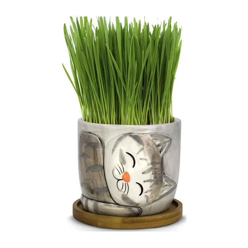 Cute cat grass growing kit in a pot - contains organic wheat grass seeds and soil