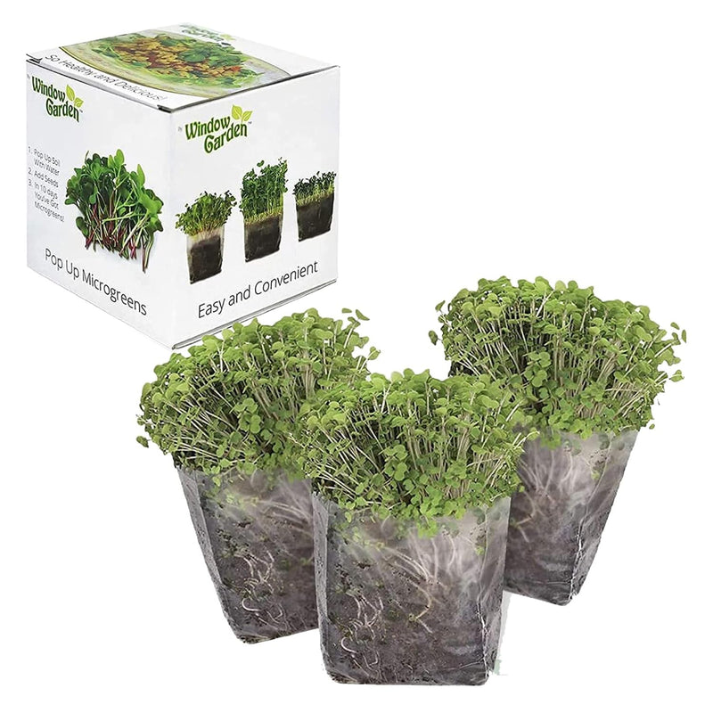 Indoor Broccoli Microgreens Seed Starter Vegan Grow Kit Contains Seeds