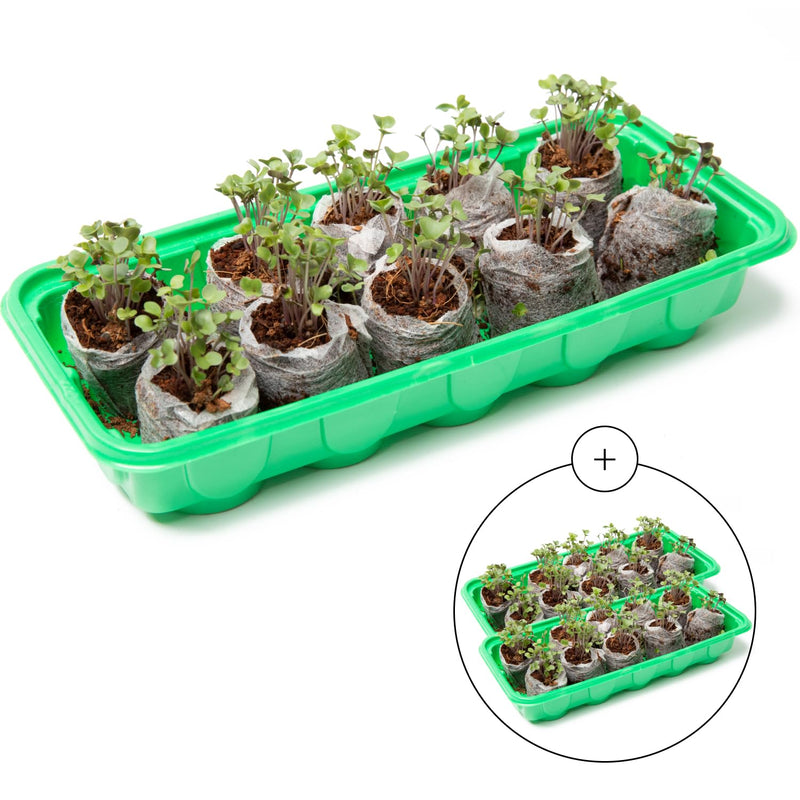 Mini Greenhouse Seed Starter Kit Reusable Seedling Trays - Indoor Use