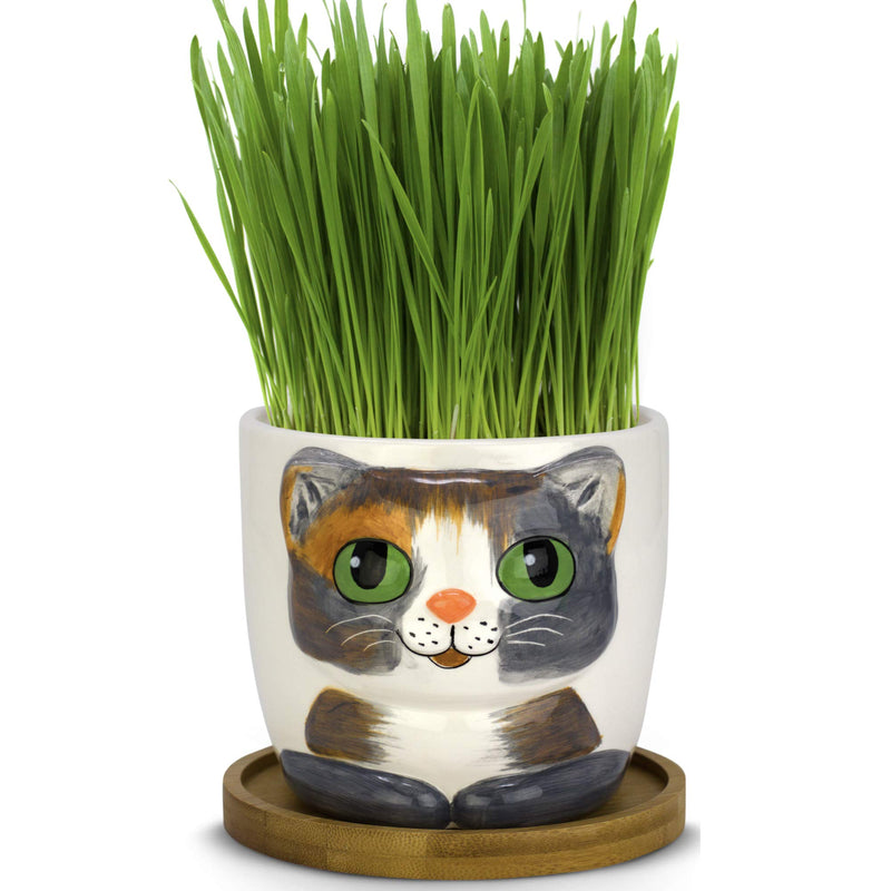 - Cat Grass Growing Kit with Kitty Pot Planter - Perfect for Cats and Pets