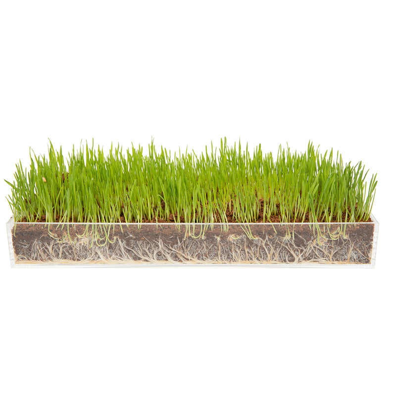 Organic Wheatgrass Grow-N-Serve Kit. Plant an amazing wheatgrass growth