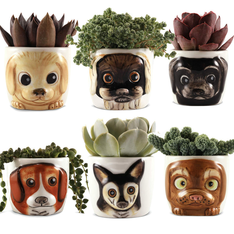 Cat Planter - 6 Mini Succulent Kitten Pots - Cute Indoor Flower Pots