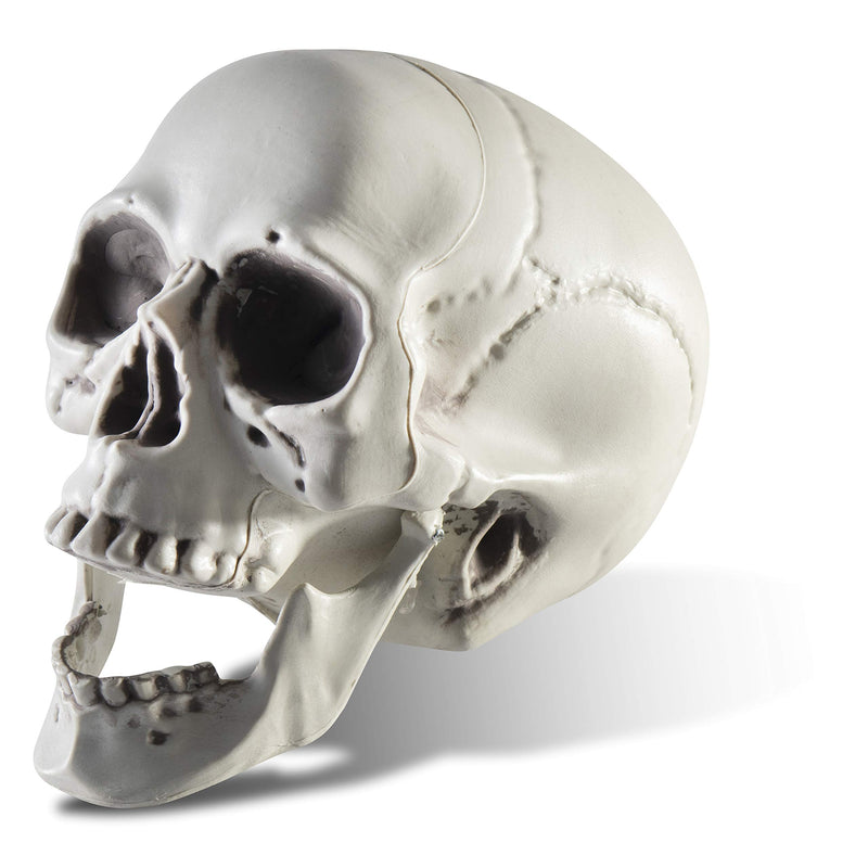 65 Inch Plastic Skull Halloween Decor, Realistic Life Size Skeleton Skull