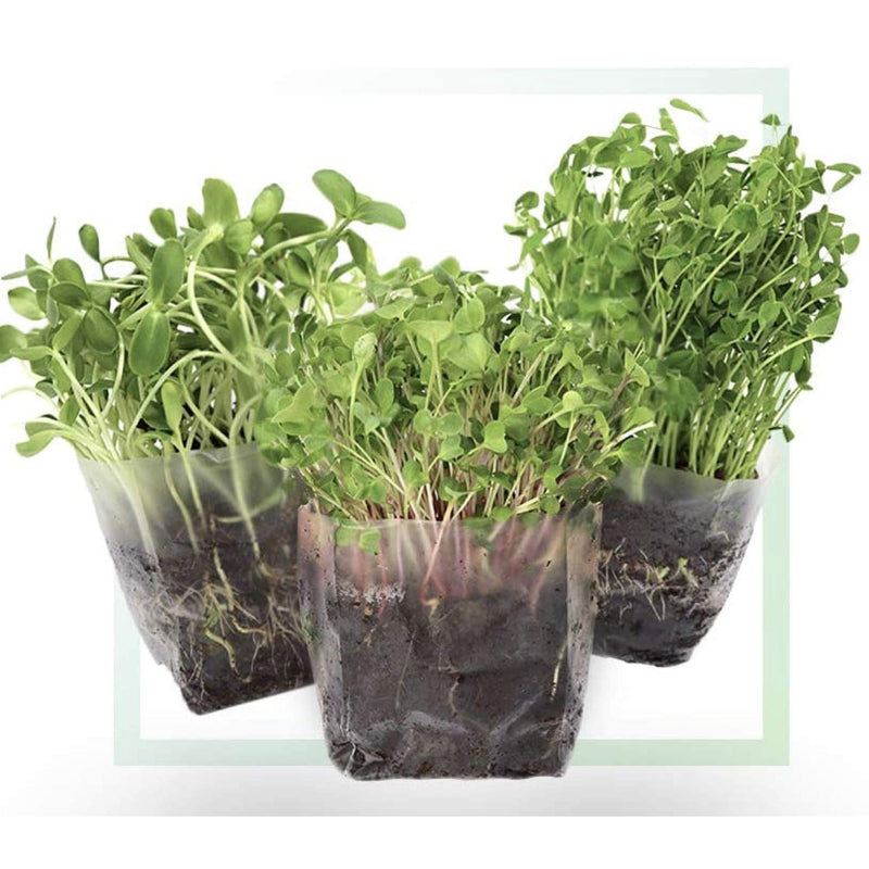 Microgreens Grow Kit - Assorted Microgreen Seeds Indoor Starter Grow Kit