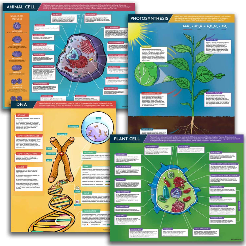 Science Posters for Classroom Decoration - 4 Biology Posters Included