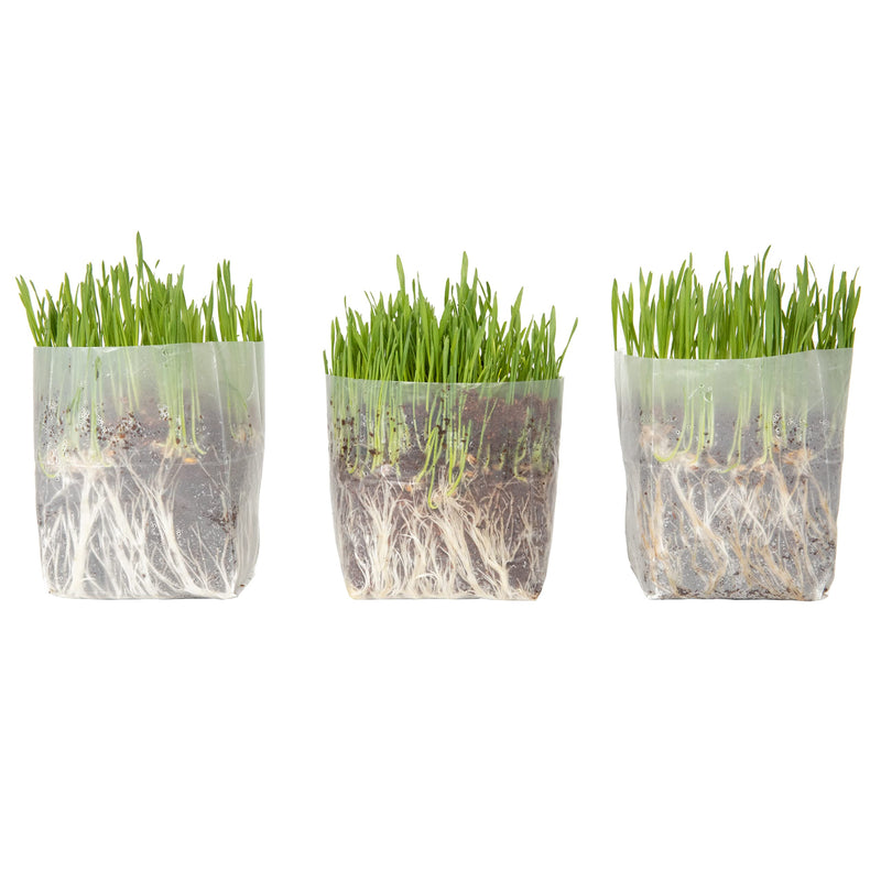 Cat Grass Kit for Indoor Cats (Pack of 3) – Easy to Grow Cat Grass Kit