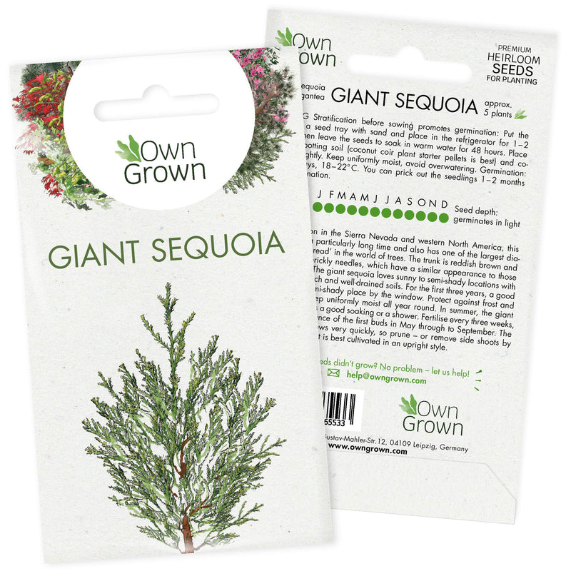 Grow Your Own Bonsai Trees: Premium Bonsai Seeds For Giant Sequoia – 5 Giant Sequoia Tree Seeds – Sequoia Gigantea Bonsai Tree Seeds – Giant Sequoia Bonsai Seed Packet – Giant Seeds By Owngrown