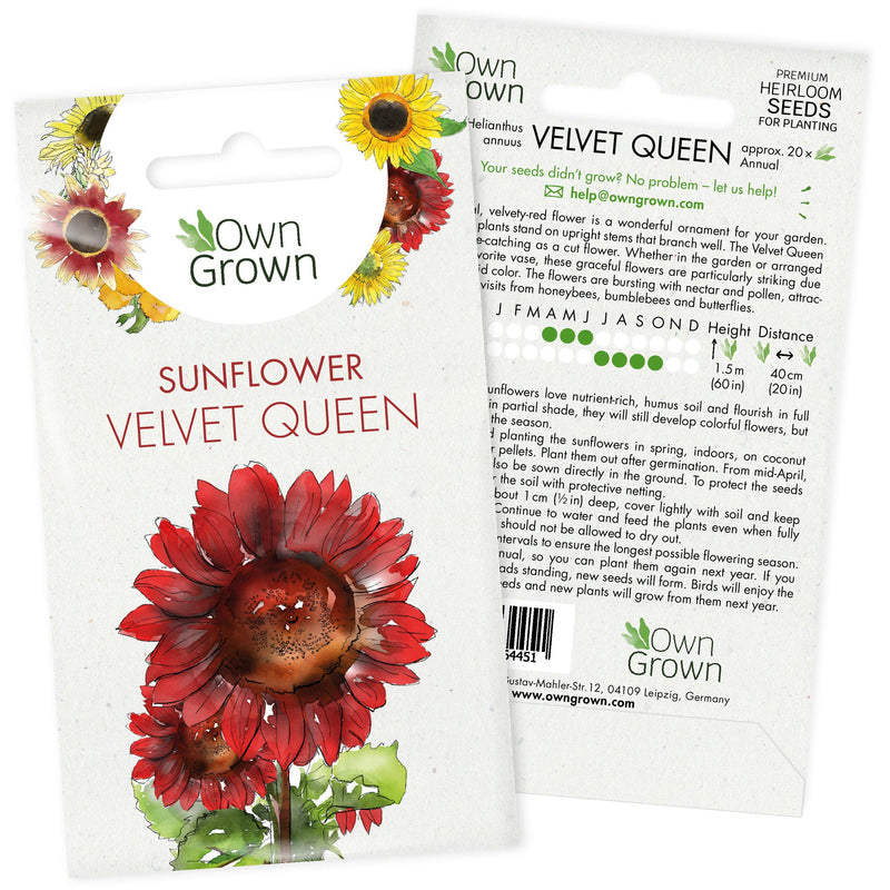 Grow Your Own Sunflower: Premium Giant Sunflower Seeds To Grow Ca. 20 Velvet Queen Flower Plants – Flower Seeds For Gardening Flowers – Large Sunflower Seeds For Planting Wild Flower Seeds By Owngrown