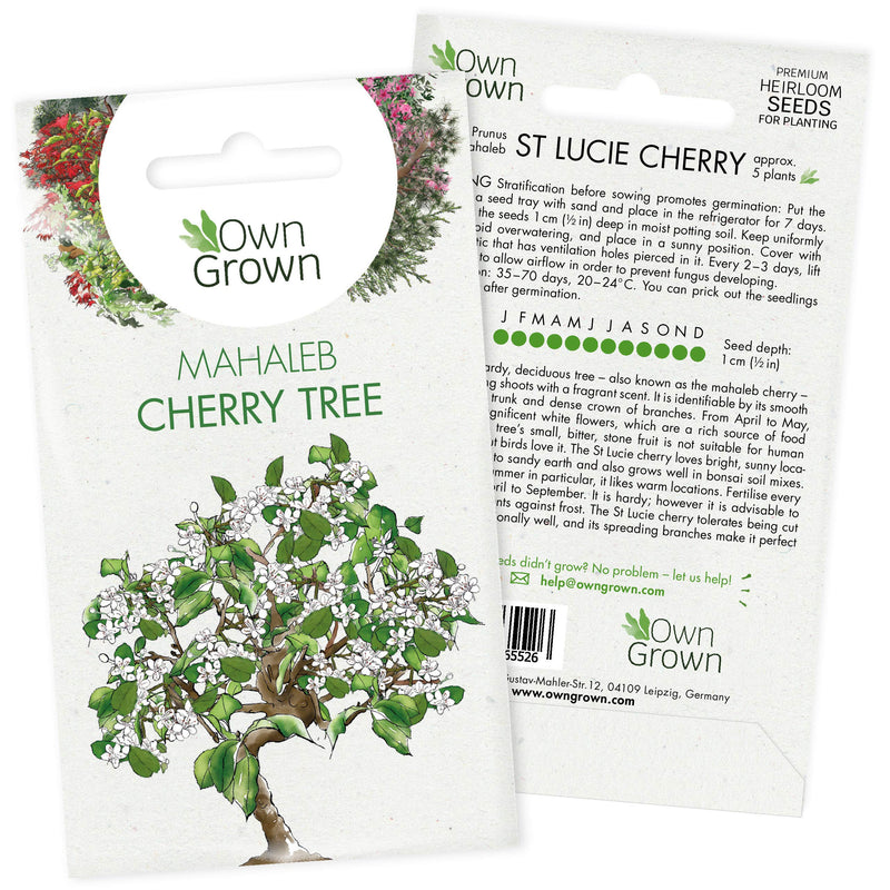 Grow Your Own Bonsai Trees: Premium Bonsai Seeds For St Lucie Cherry – 5 Mahaleb Cherry Bonsai Tree Seeds – Cherry Blossom Tree Plant, Dwarf Cherry Tree Seeds To Grow Your Own Tree Bonsai By Owngrown