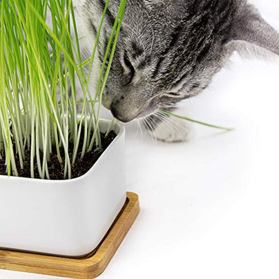 Cat grass bowl/cat grass set cat grass bowl made of ceramic