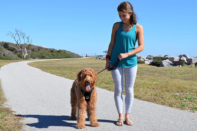 The Comfort Dog Harness With Mesh Padded Vest For Small To Large