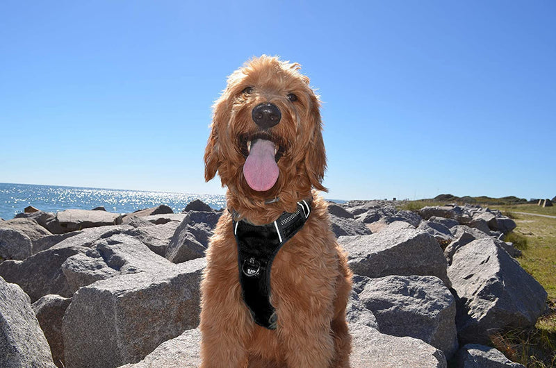 The Comfort Dog Harness With Mesh Padded Vest For Small To Large