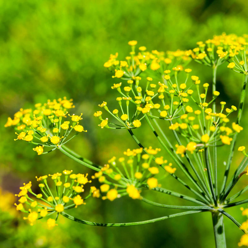 Stinging Nettle Seeds Stinging Nettle Seeds For Growing 250x Herb Plants