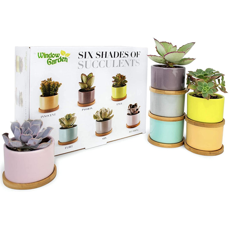 Six Shades Of Succulents plant pots bring your plants into something