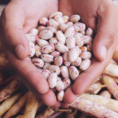 Yellow Bean Seeds Pole Beans Yellow Pole Beans Seeds For 20x Neckargold