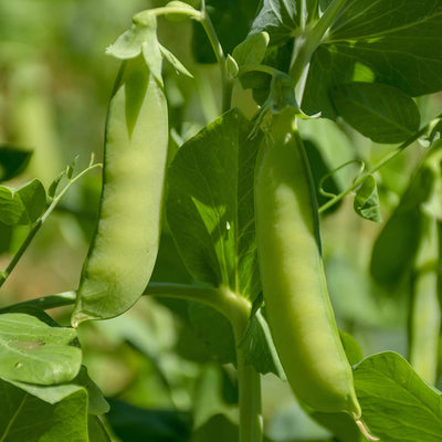 Sugar pea seeds for approx. 10x sugar pea plant sugar pea seeds