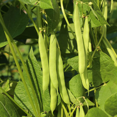 Yellow Bean Seeds Pole Beans Yellow Pole Beans Seeds For 20x Neckargold