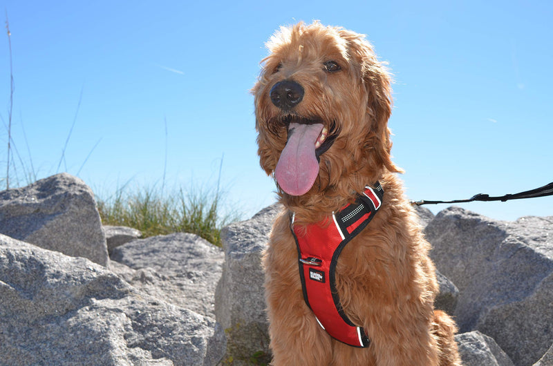 The comfort dog harness with mesh padded vest for small large breeds