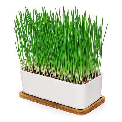 Cat grass bowl/cat grass set cat grass bowl made of ceramic