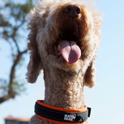 The Comfort Collar Soft Neoprene Padded Dog Collar