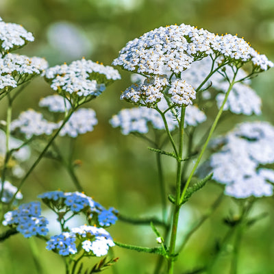 Stinging Nettle Seeds Stinging Nettle Seeds For Growing 250x Herb Plants