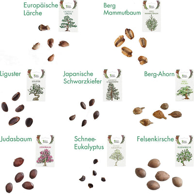 OWNGROWN BONSAI SEED SET: PREMIUM BONSAI STARTER KIT WITH 8 VARIETIES OF BONSAI SEEDS - 40 SEEDS IN THE BONSAI GROWING SET FOR BREEDING BONSAI FOR THE MINI GARDEN AND ZEN GARDEN