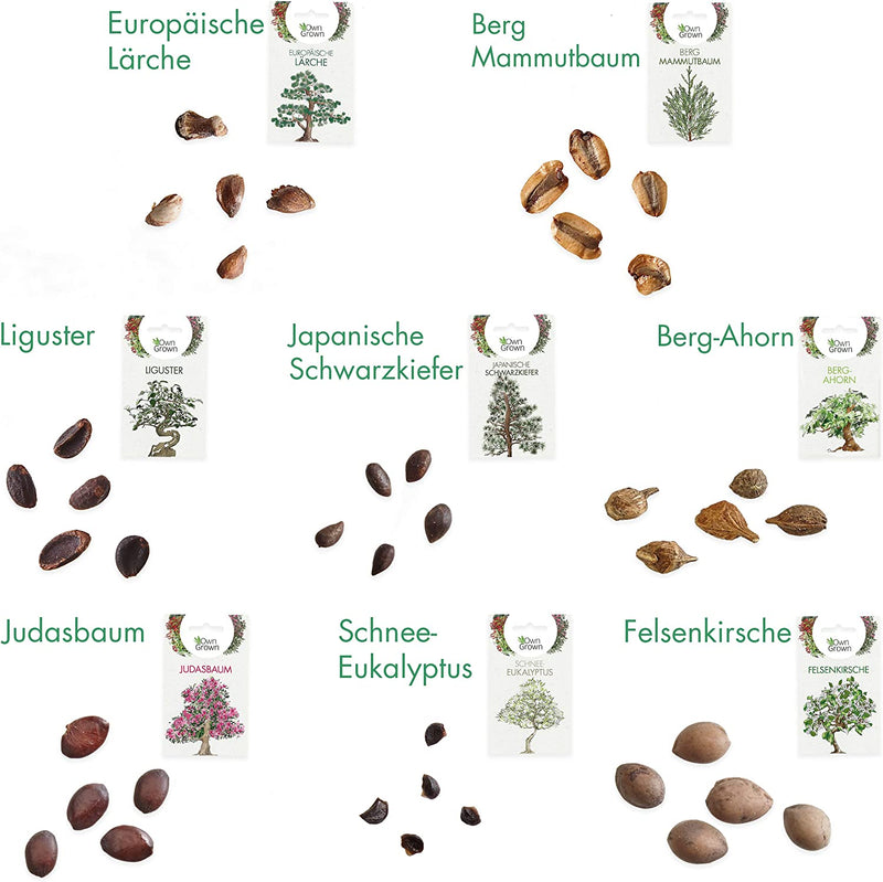 OWNGROWN BONSAI SEED SET: PREMIUM BONSAI STARTER KIT WITH 8 VARIETIES OF BONSAI SEEDS - 40 SEEDS IN THE BONSAI GROWING SET FOR BREEDING BONSAI FOR THE MINI GARDEN AND ZEN GARDEN