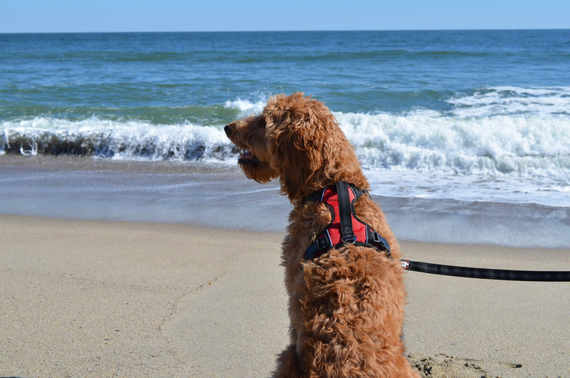 The comfort dog harness with mesh padded vest for small large breeds