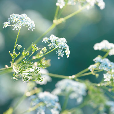 Stinging Nettle Seeds Stinging Nettle Seeds For Growing 250x Herb Plants