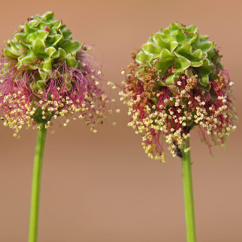 Chives Seeds Perennial Chives Plant for Growing 100