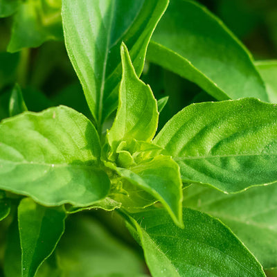 Sugar pea seeds for approx. 10x sugar pea plant sugar pea seeds