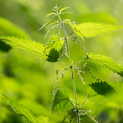 Stinging Nettle Seeds Stinging Nettle Seeds For Growing 250x Herb Plants