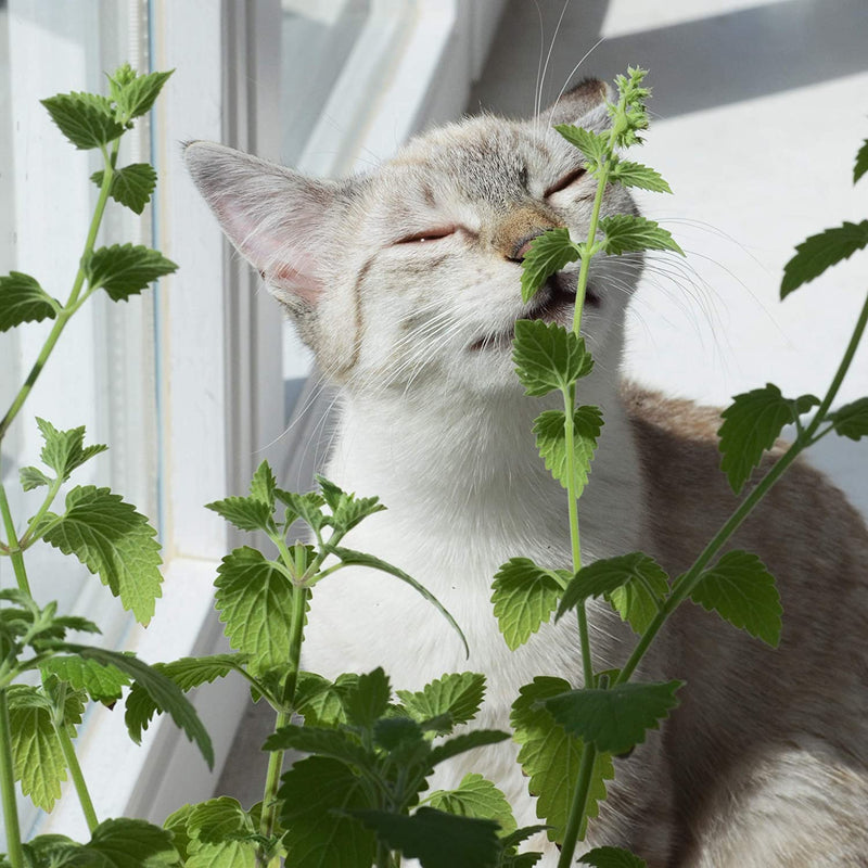 PRETTY KITTY 2X CATnip BALL HAND ROLLED