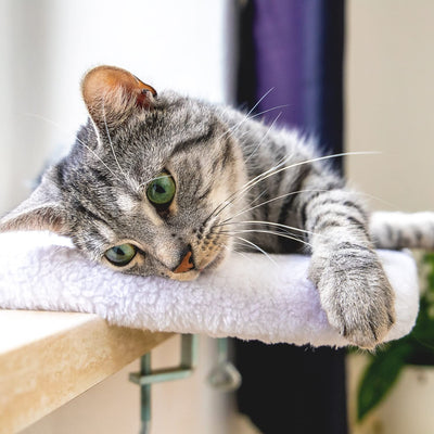 Fensterbrett/Liegebrett Für Katzen Am Fenster  Fensterliegeplatz