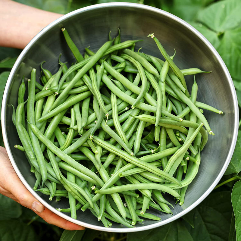 Yellow Bean Seeds Pole Beans Yellow Pole Beans Seeds For 20x Neckargold