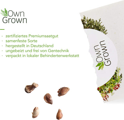 OWNGROWN BONSAI SEED SET: PREMIUM BONSAI STARTER KIT WITH 8 VARIETIES OF BONSAI SEEDS - 40 SEEDS IN THE BONSAI GROWING SET FOR BREEDING BONSAI FOR THE MINI GARDEN AND ZEN GARDEN