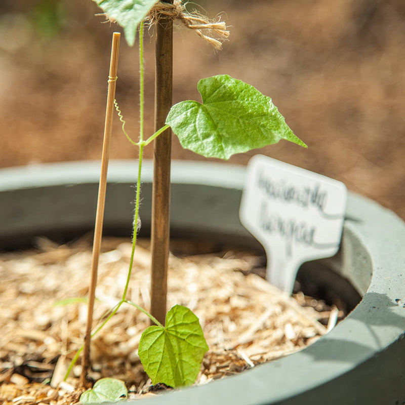 Mini Cucumber Seeds 5 Cucumber Seeds for Mexican Mini Cucumber Vegetable Seeds