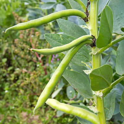 Yellow Bean Seeds Pole Beans Yellow Pole Beans Seeds For 20x Neckargold