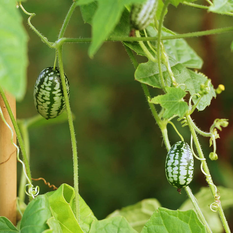 Mini Cucumber Seeds 5 Cucumber Seeds for Mexican Mini Cucumber Vegetable Seeds