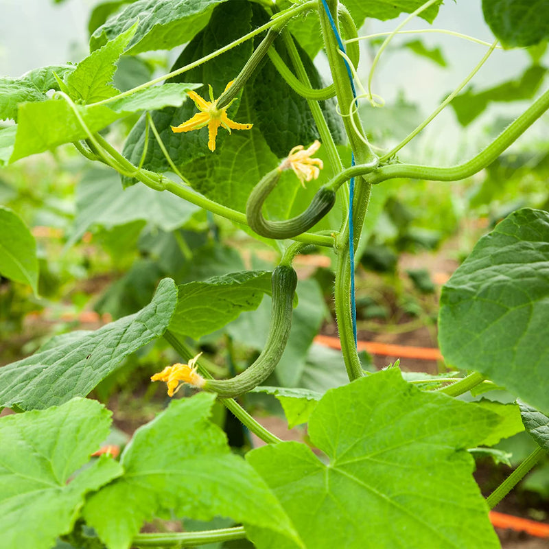 Mini Cucumber Seeds 5 Cucumber Seeds for Mexican Mini Cucumber Vegetable Seeds