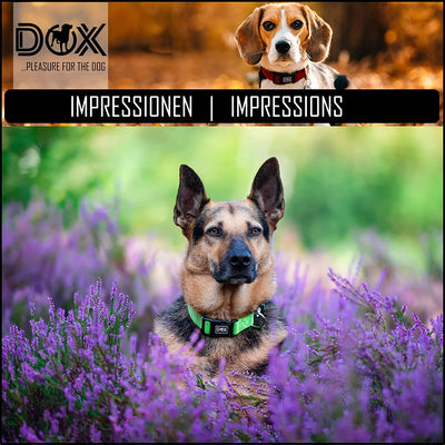 DDOXX NYLON DOG COLLAR