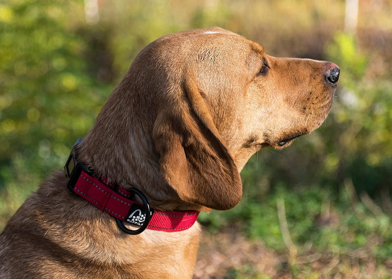 Padded collar for small dogs, adjustable size and reflective