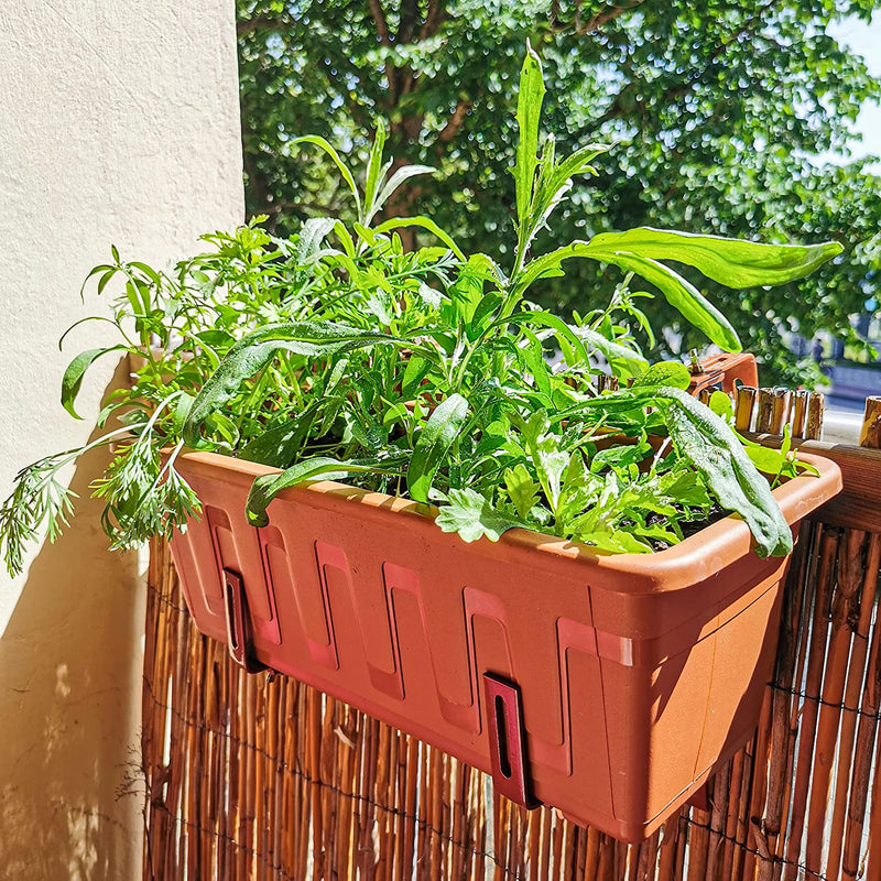 Colorful Balcony Flower Mix 2 Seed Carpets For Balcony Flowers For Easy