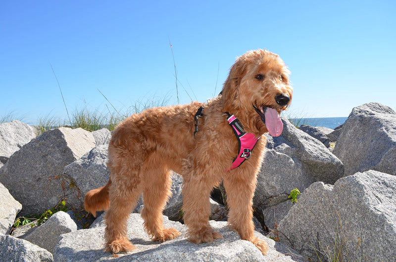 The comfort dog harness with mesh padded vest for small large breeds