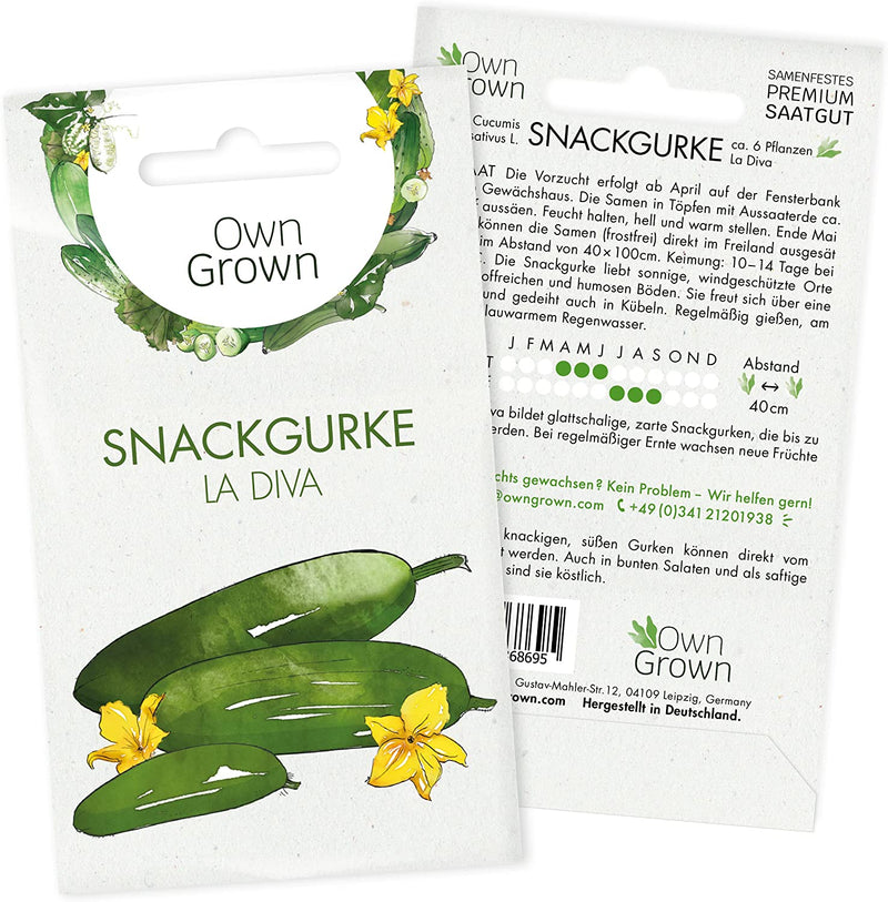 Mini Cucumber Seeds 5 Cucumber Seeds for Mexican Mini Cucumber Vegetable Seeds