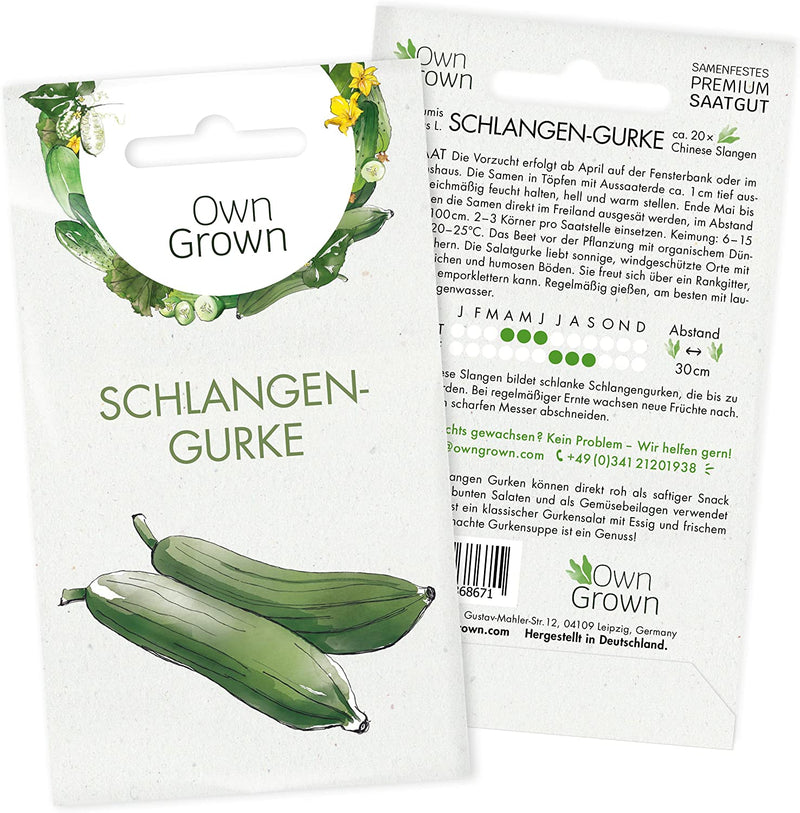 Mini Cucumber Seeds 5 Cucumber Seeds for Mexican Mini Cucumber Vegetable Seeds