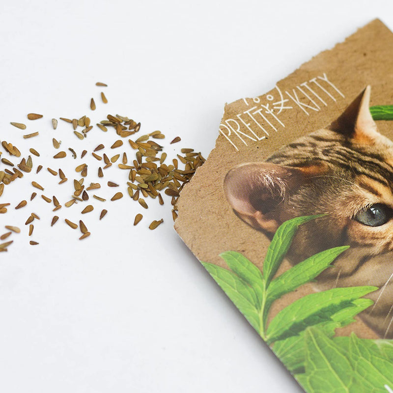 PRETTY KITTY VALERIAN SEEDS: PREMIUM VALERIAN SEEDS FOR CATS FOR APPROX. 50 VALERIAN PLANTS HARDY – IDEAL FOR CAT TOYS