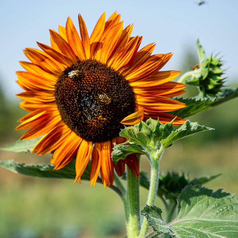 OWNGROWN FOR SUNFLOWERS SET