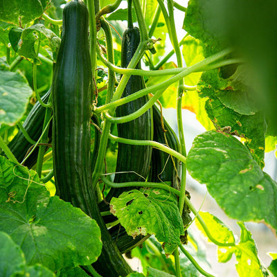 Mini Cucumber Seeds 5 Cucumber Seeds for Mexican Mini Cucumber Vegetable Seeds